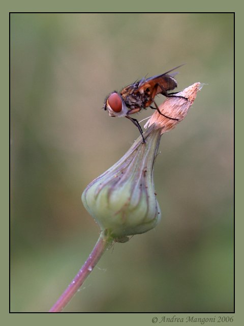 Ectophasia crassipennis